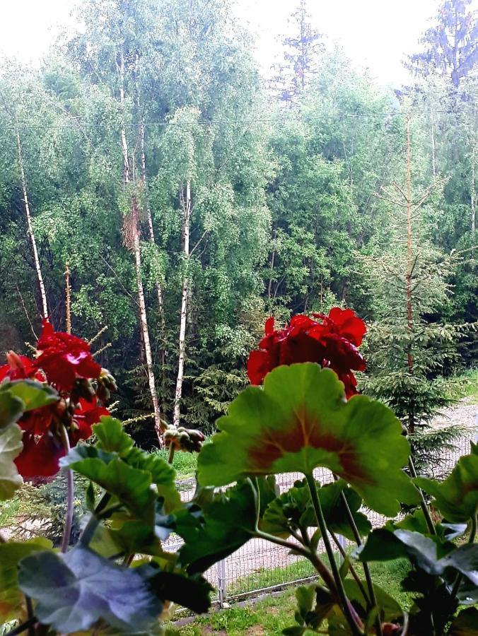 Вілла Casa Ionel Si Dani Фундата Екстер'єр фото